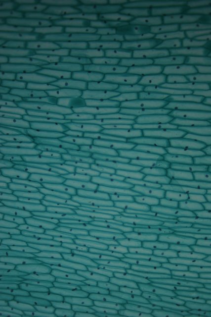 Texture of a Turquoise Cell Wall