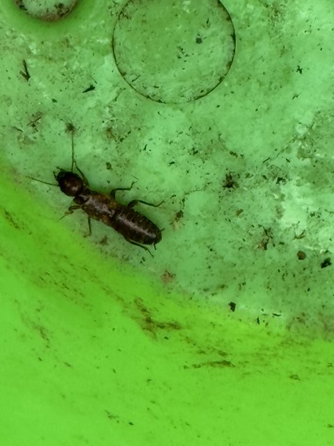 Tiny Explorer on a Green Canvas