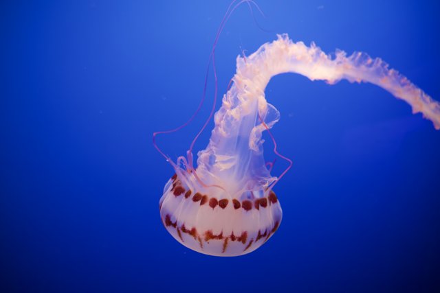 The Ballet of the Sea: Immaculate Jellyfish
