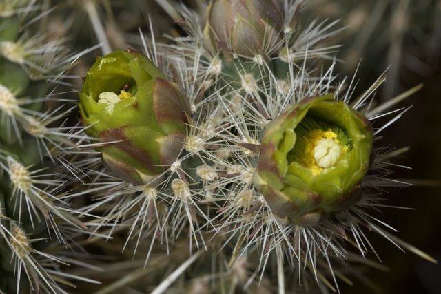 Cactus Flower Buds in Bloom