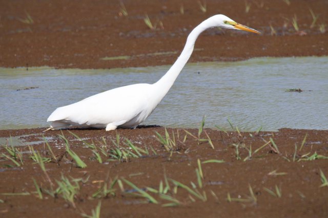Great Egret Wading in Flooded Agricultural Field