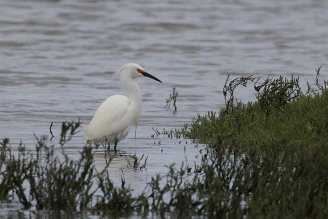 Guardians of the Marsh