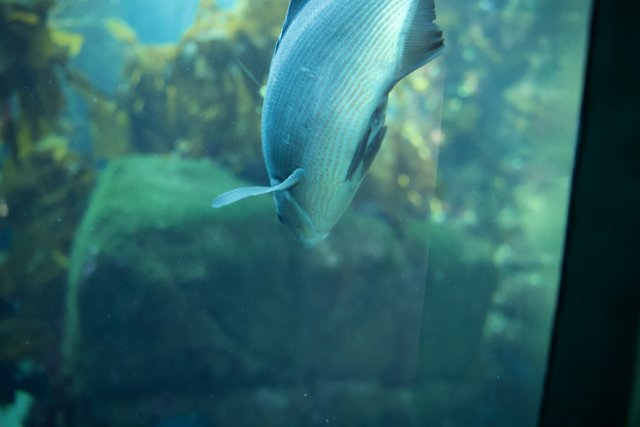Aquatic Dance: An Angelfish in Motion