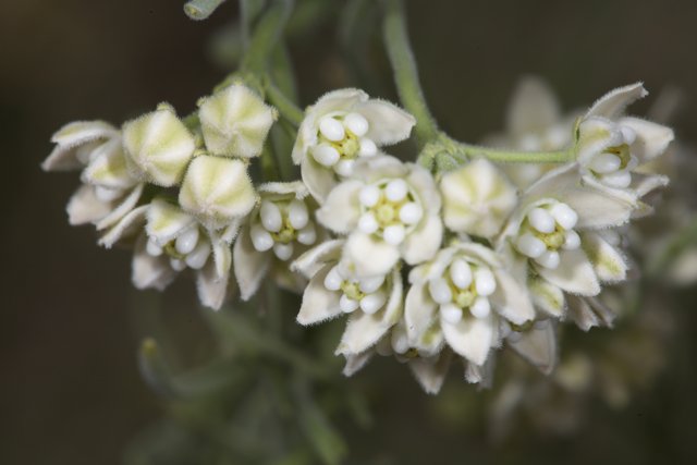 White Flower Close-up