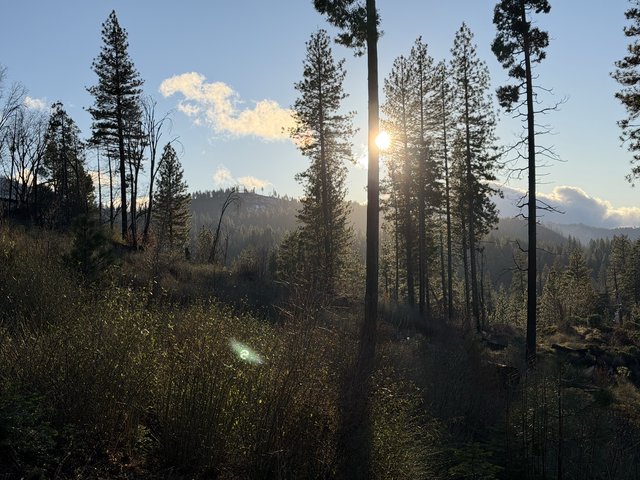 Golden Hour Sunburst Through Sierra Pine Forest