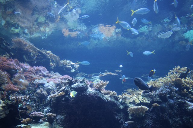 Vibrant Coral Reef Ecosystem with Tropical Fish