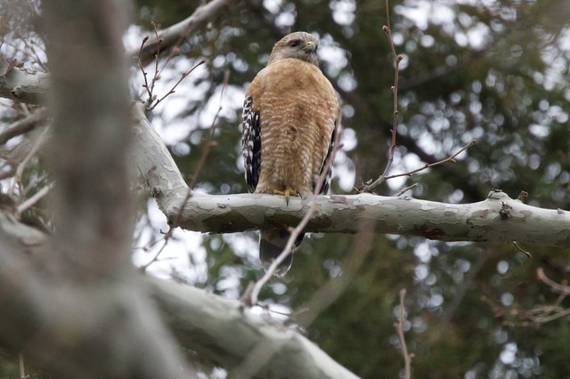 Red-shouldered Hawk Perched on Birch Branch