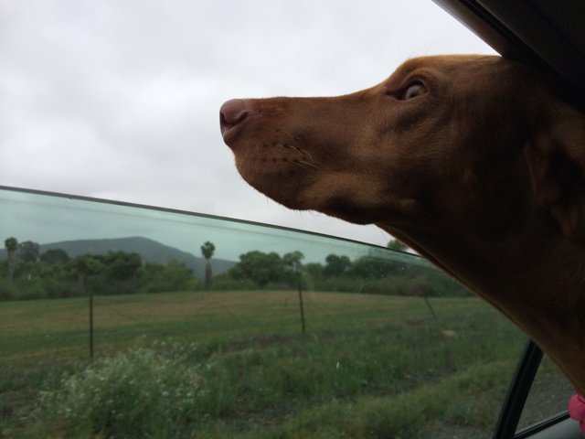 Canine Road-trip Companion