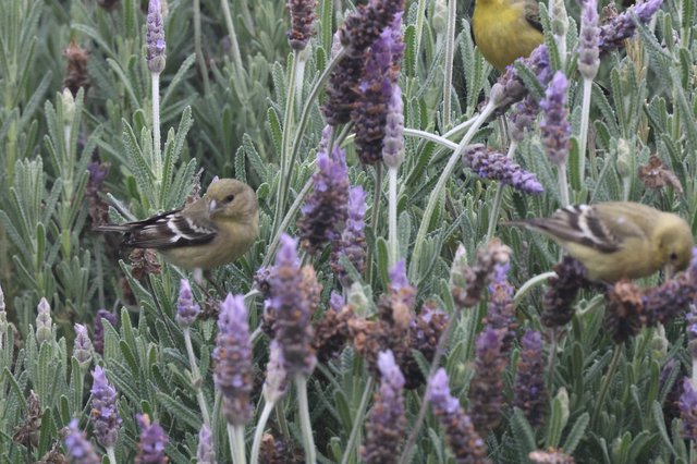 Goldfinches Foraging Among Purple Lavender Blooms