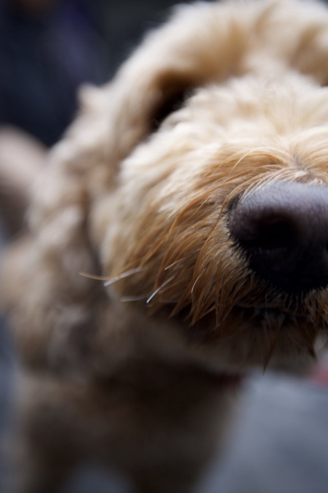 Close-Up Portrait of a Golden Retriever's Peaceful Rest
