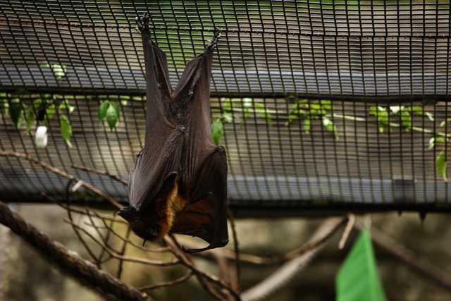 Upside Down Delight: Bat Observation at Oakland Zoo