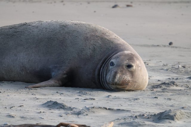 Northern Elephant Seal Resting on Sandy Beach