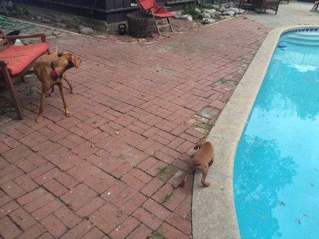 Two Dogs by the Pool