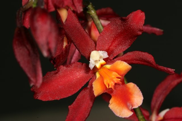 Fiery Orchid Blossom