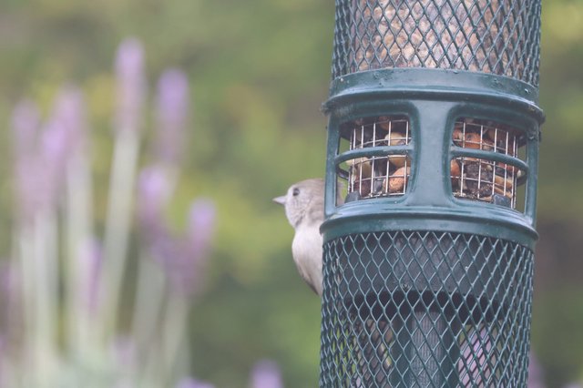 House Sparrow at Garden Bird Feeder