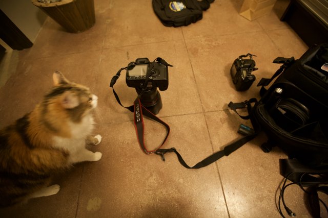 Cat and Camera Setup