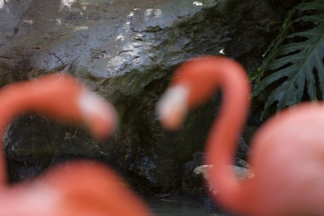 Two Flamingos Amidst Lush Greenery