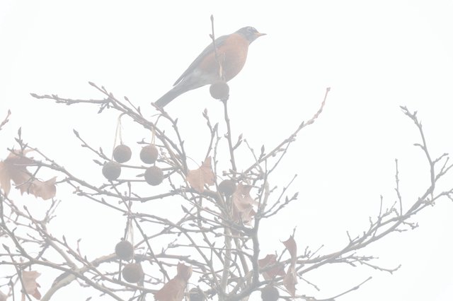 Bird Perched Among Winter Berries in Foggy Weather