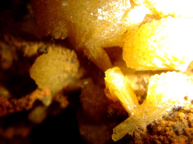Vibrant Yellow Fungus Among the Rocks