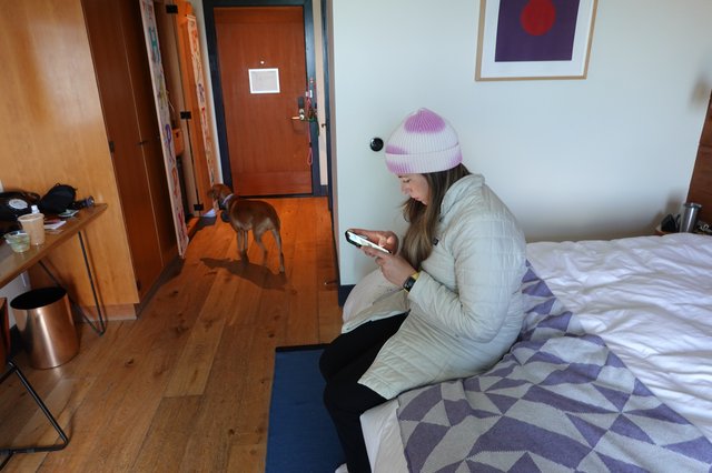Cozy Hotel Room with Curious Dog Visitor