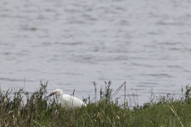 Serene Guardian of the Grasslands