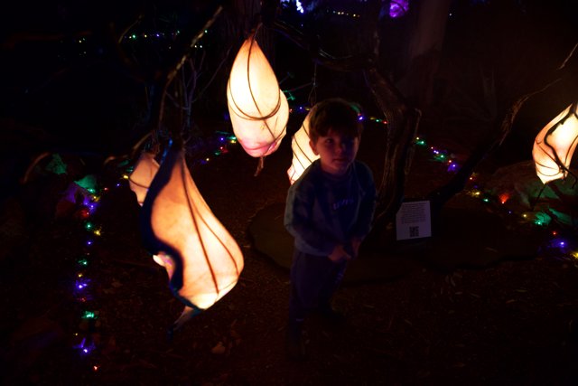 Enchanted Evening at the Garden of D'Lights
