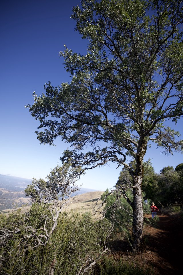 Lone Oak Overlooking Valley from Mount Diablo Trail
