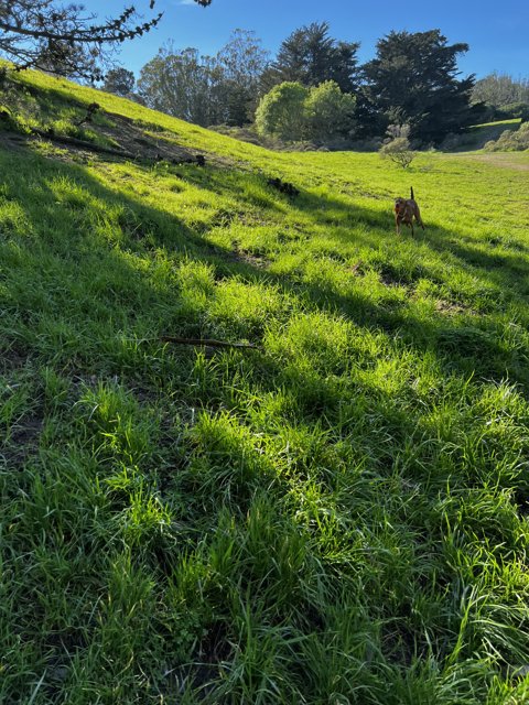 Peaceful Pasture in McLaren Park