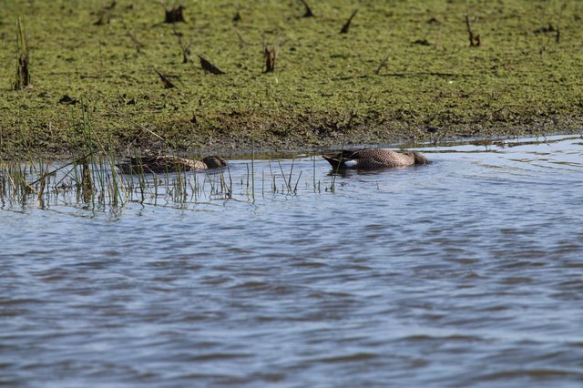 Blue-winged Teal Ducks Resting in Shallow Wetland Waters