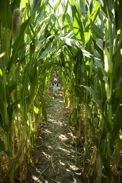 Harvest Stroll in the Corn Field