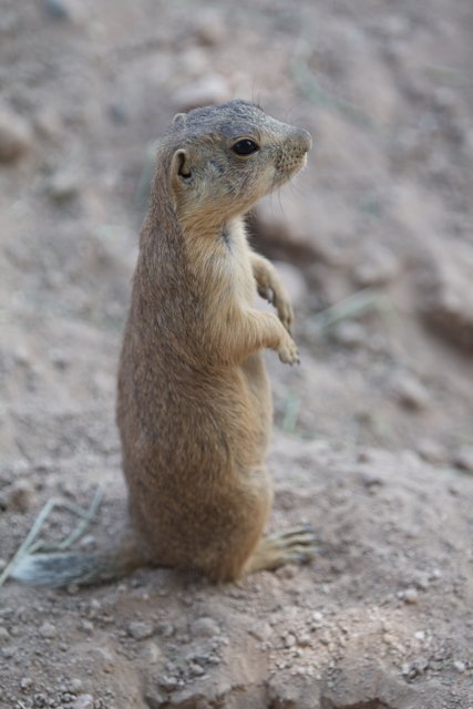 Squirrel sighting in Santa Fe