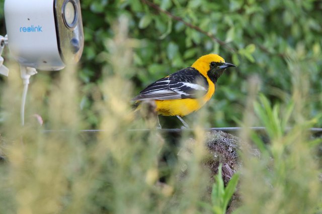 Hooded Oriole Perched Near Security Camera in Garden