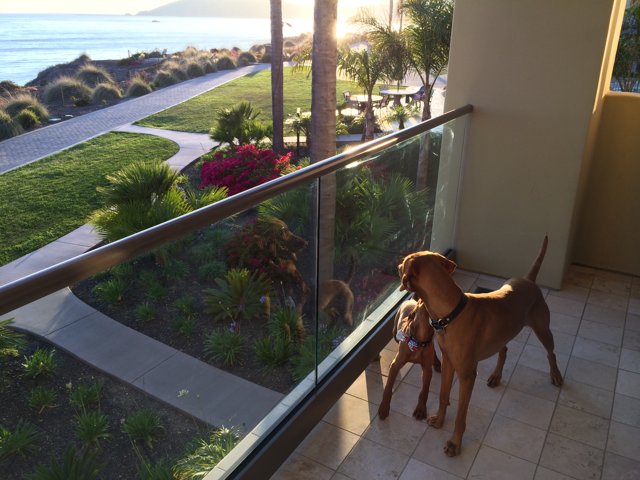 Two Pals on a Pismo Beach Balcony