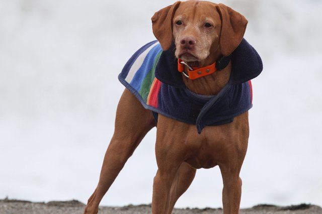 Stylish Vizsla Dog Wearing Rainbow Coat in Winter