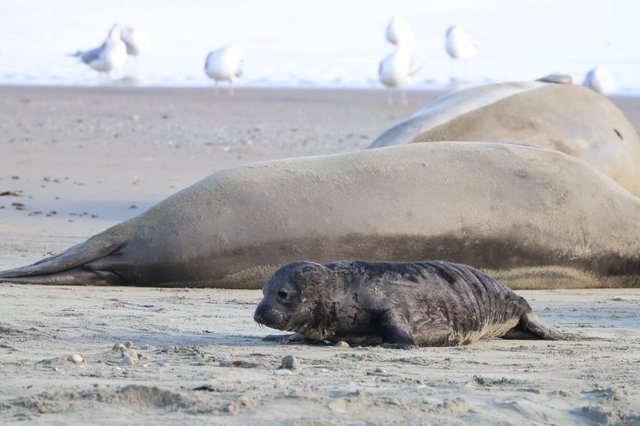 Newborn Elephant Seal Pup with Mother on Beach