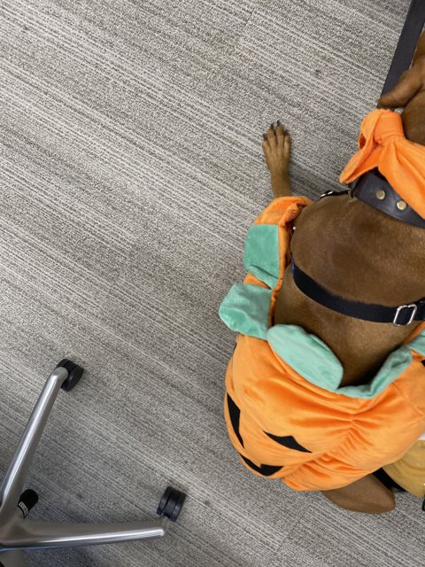 Halloween Pup
