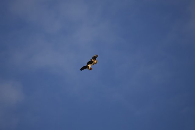Aerial Acrobatics: Birds of Lake Merced