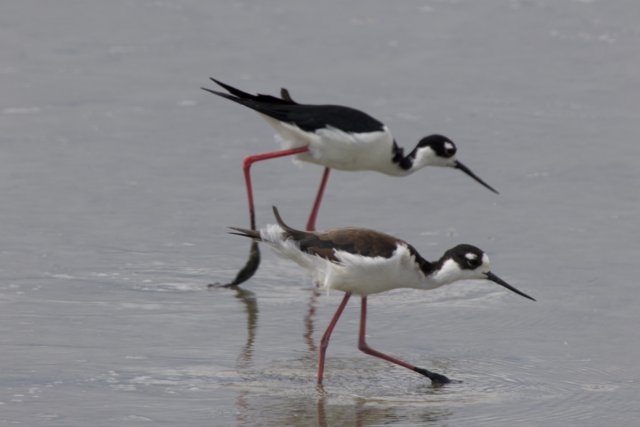 Graceful Waders of San Pablo Bay