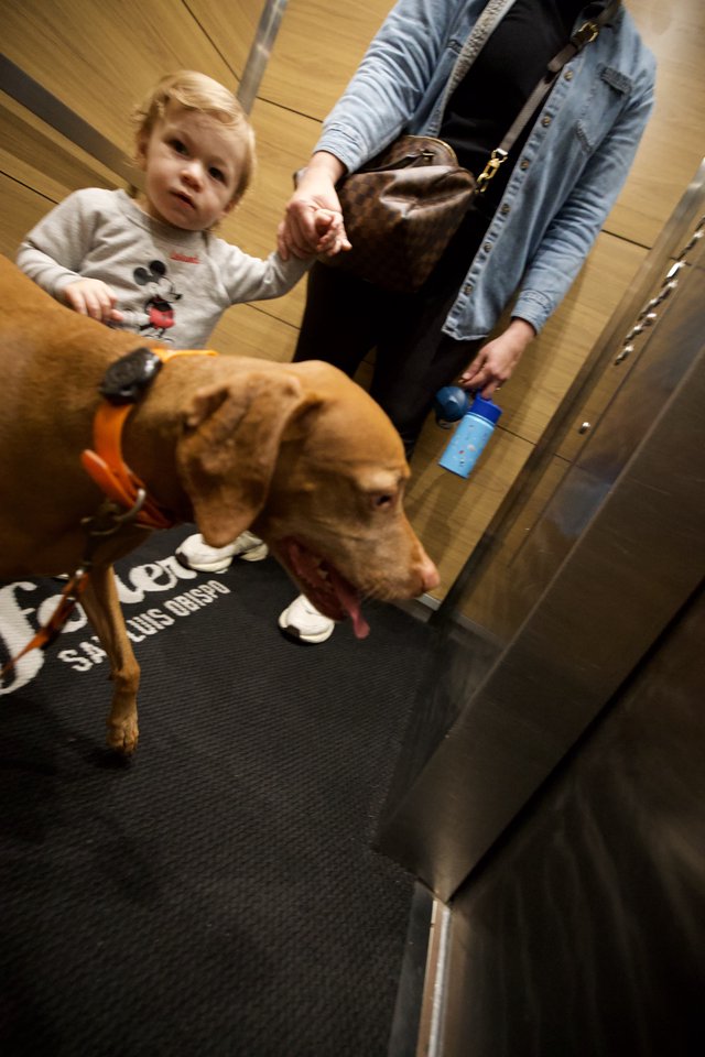 Child and Dog with Adult in Elevator