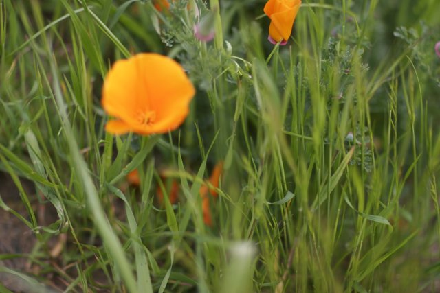 Golden Poppies in the California Grass