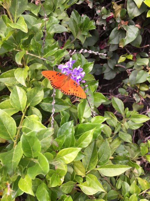 Butterfly resting on a purple flower