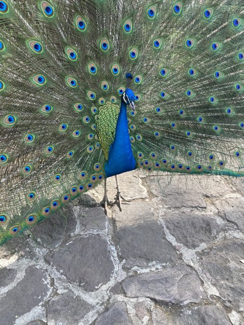 The Majestic Peacock on the Wall