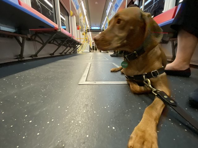 The Train Station Canine Companion