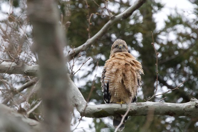 Red-Shouldered Hawk Perched on Winter Branch