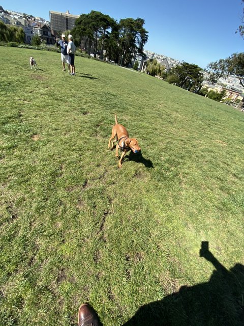 Playful Pup in Alamo Square