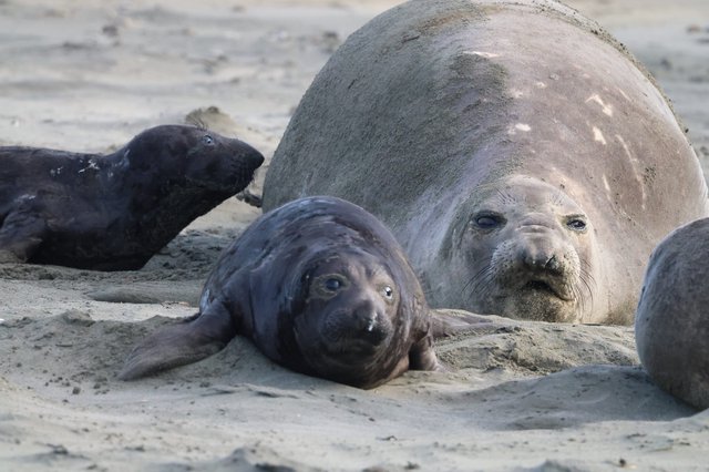 Elephant Seal Mother and Pups Resting on Beach