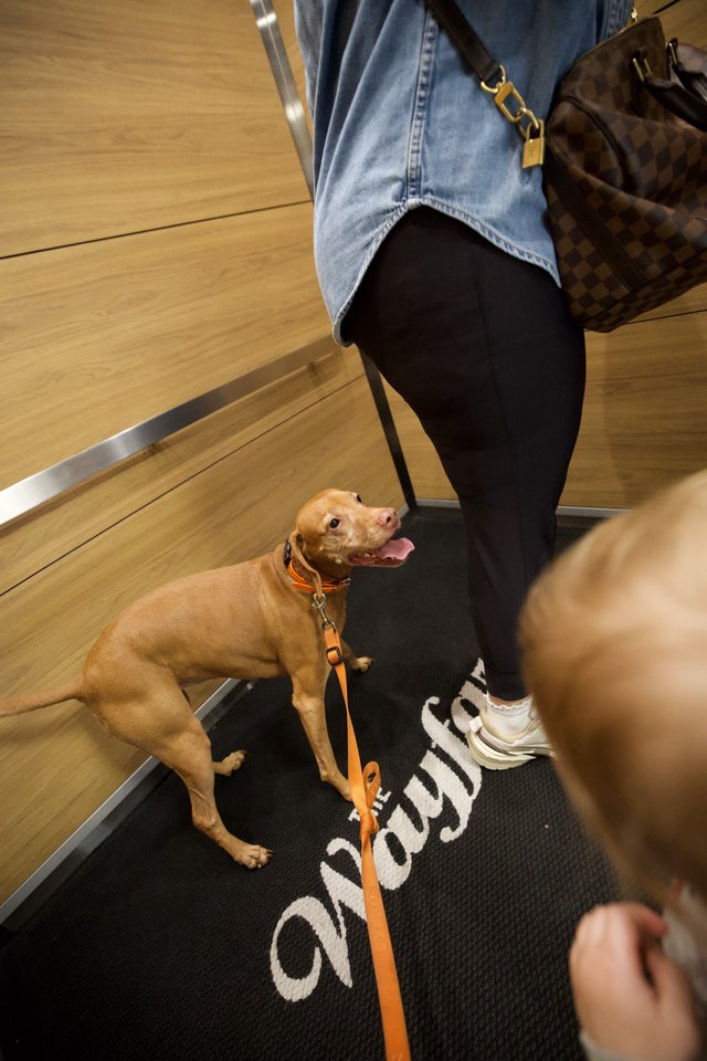 Tan Pit Bull on Escalator During Store Visit