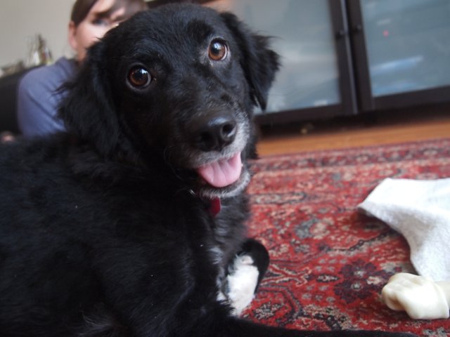 Black Beaut: The Adorable Canine Companion