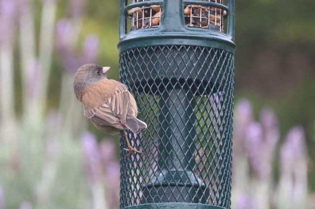 Juvenile Bird Perched on Green Wire Mesh Feeder