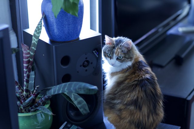 Speaker Cat and Potted Plant